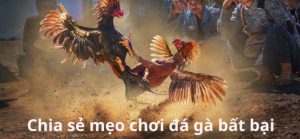 Mẹo chơi đá gà mạng